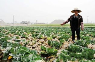 定鼎農(nóng)業(yè)蔬菜種植 技術(shù)賦能，行情導(dǎo)航，開(kāi)啟農(nóng)民致富新篇章